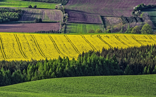 Bright yellow fields  from Chrome web store to be run with OffiDocs Chromium online