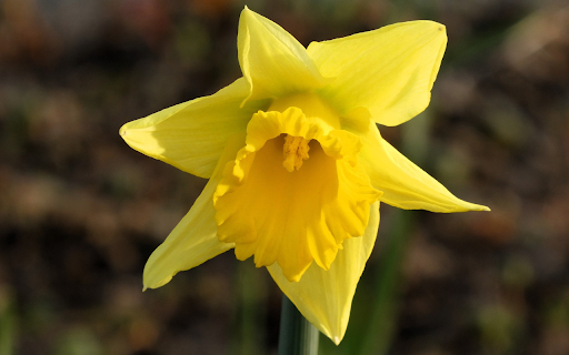 Bright yellow flower  from Chrome web store to be run with OffiDocs Chromium online