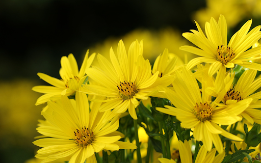 Bright yellow flower bouquet  from Chrome web store to be run with OffiDocs Chromium online