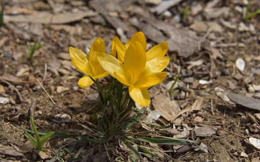 Bright Yellow Flower Cluster  from Chrome web store to be run with OffiDocs Chromium online