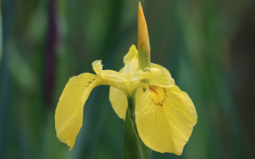 Bright yellow flowers  from Chrome web store to be run with OffiDocs Chromium online