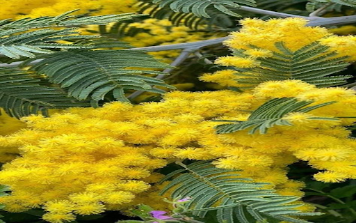 Bright yellow flower wallpaper  from Chrome web store to be run with OffiDocs Chromium online