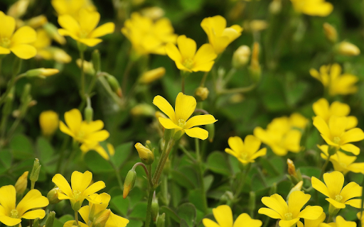 Bright yellow grass flowers  from Chrome web store to be run with OffiDocs Chromium online