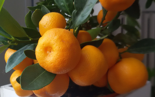 Bright yellow kumquat bunches  from Chrome web store to be run with OffiDocs Chromium online