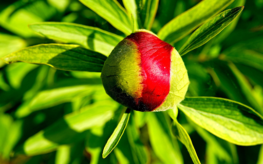 Brilliant flower buds  from Chrome web store to be run with OffiDocs Chromium online