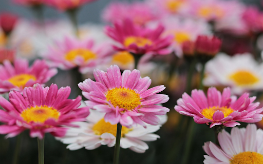 Brilliant flower garden  from Chrome web store to be run with OffiDocs Chromium online