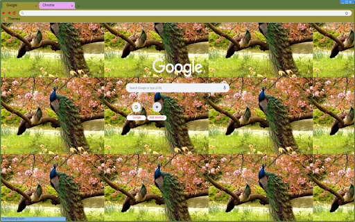 brilliant peacock  from Chrome web store to be run with OffiDocs Chromium online