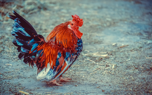 Brilliant rooster  from Chrome web store to be run with OffiDocs Chromium online