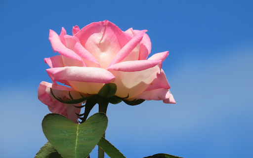 Brilliant Rose  from Chrome web store to be run with OffiDocs Chromium online
