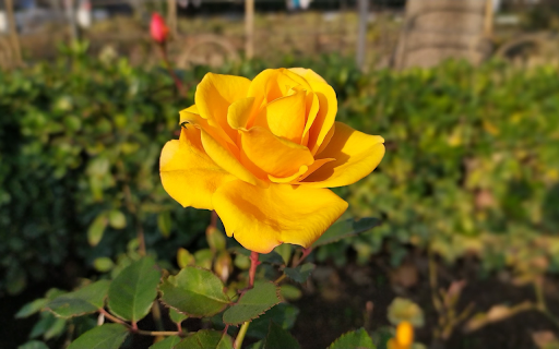 Brilliant rose garden  from Chrome web store to be run with OffiDocs Chromium online