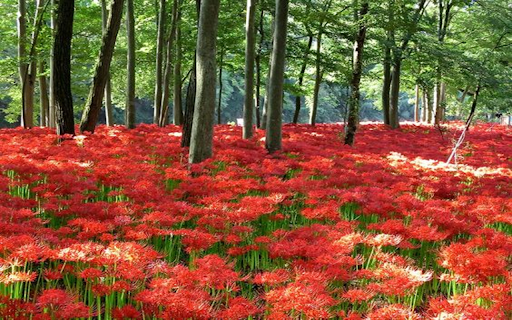 brilliant spider lily  from Chrome web store to be run with OffiDocs Chromium online