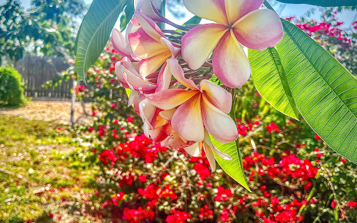 Brilliant summer  from Chrome web store to be run with OffiDocs Chromium online