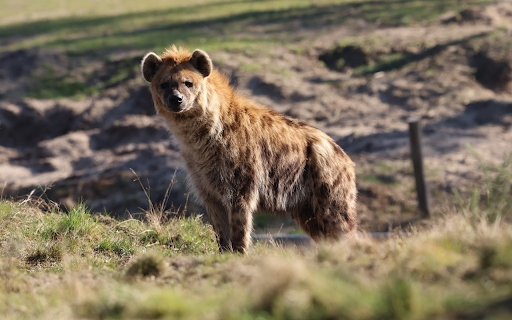 Brindle Hyena  from Chrome web store to be run with OffiDocs Chromium online