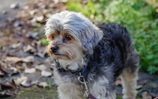 Brown and Gray Dog Standing on Green Grass  from Chrome web store to be run with OffiDocs Chromium online