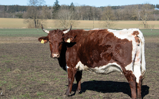 Brown and White Cow  from Chrome web store to be run with OffiDocs Chromium online