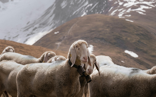Brown and White Goats on Brown Grass Field  from Chrome web store to be run with OffiDocs Chromium online