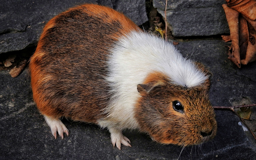 Brown and white hamster  from Chrome web store to be run with OffiDocs Chromium online