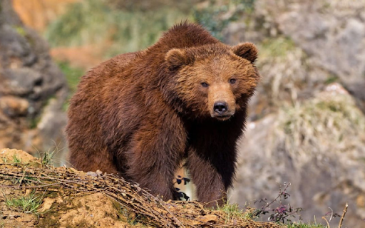 Brown Bear: The Mighty Giant of the Wilderness  from Chrome web store to be run with OffiDocs Chromium online