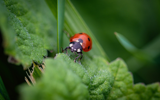 Brown beetle  from Chrome web store to be run with OffiDocs Chromium online