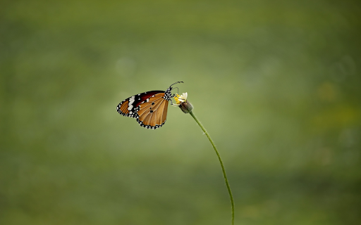 Brown butterfly  from Chrome web store to be run with OffiDocs Chromium online