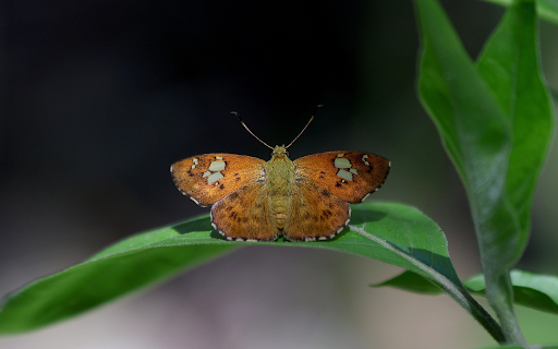 Brown Butterfly and Leaf  from Chrome web store to be run with OffiDocs Chromium online