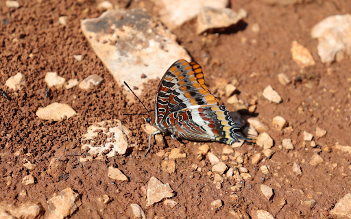 Brown Butterfly on the Ground  from Chrome web store to be run with OffiDocs Chromium online