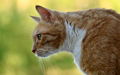 Brown cat  from Chrome web store to be run with OffiDocs Chromium online
