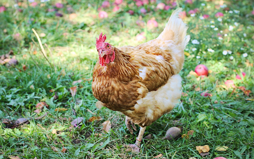 Brown chicken and apple orchard  from Chrome web store to be run with OffiDocs Chromium online