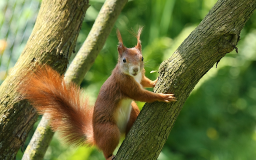 Brown chipmunk  from Chrome web store to be run with OffiDocs Chromium online