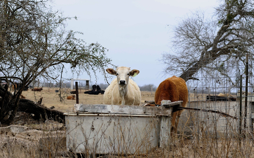 Brown Cow and White Cow from Chrome web store to be run with OffiDocs Chromium online Brown Cow and White Cow from Chrome web store to be run with OffiDocs Chromium online