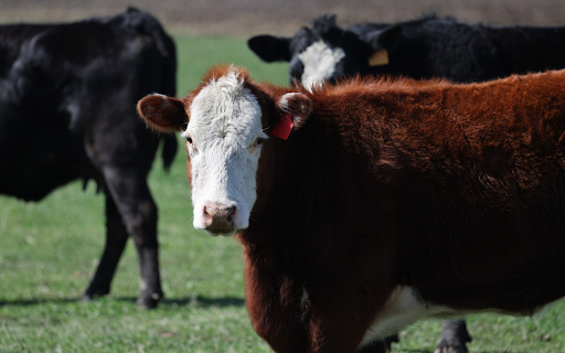 Brown Cow with White Face  from Chrome web store to be run with OffiDocs Chromium online