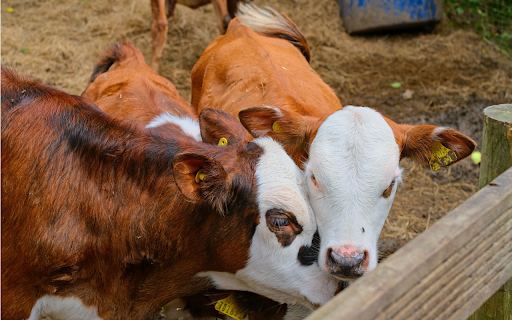 Brown cow with white head  from Chrome web store to be run with OffiDocs Chromium online