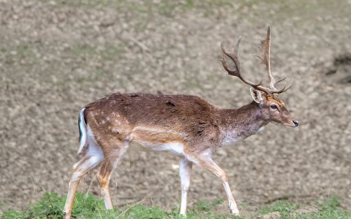 Brown Deer and Horns from Chrome web store to be run with OffiDocs Chromium online Brown Deer and Horns from Chrome web store to be run with OffiDocs Chromium online