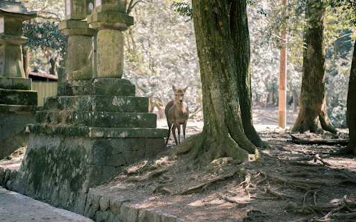 Brown Deer Near Tree  from Chrome web store to be run with OffiDocs Chromium online