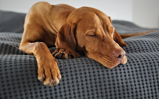 brown dog  from Chrome web store to be run with OffiDocs Chromium online
