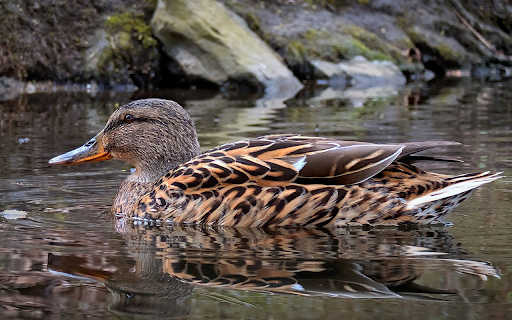 Brown Duck  from Chrome web store to be run with OffiDocs Chromium online