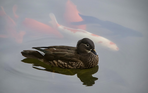 Brown duck and goldfish  from Chrome web store to be run with OffiDocs Chromium online