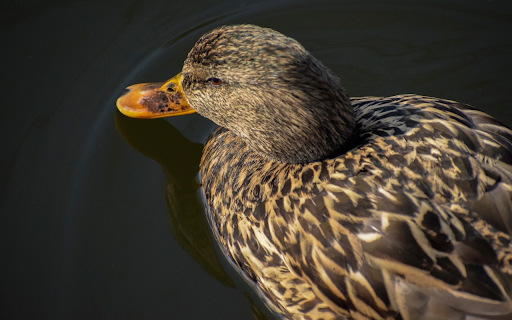 Brown duck in the pond  from Chrome web store to be run with OffiDocs Chromium online