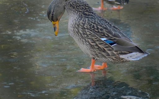 Brown ducks  from Chrome web store to be run with OffiDocs Chromium online