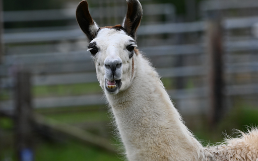 Brown eared camel  from Chrome web store to be run with OffiDocs Chromium online