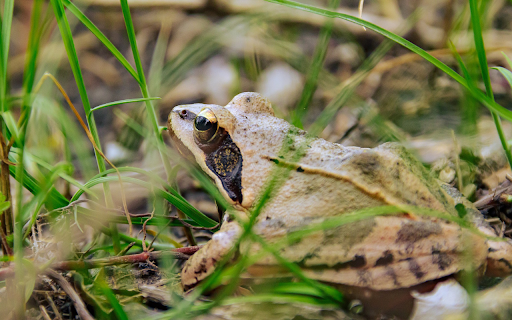 Brown Frog  from Chrome web store to be run with OffiDocs Chromium online
