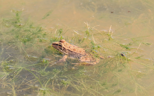 Brown frog on the moss  from Chrome web store to be run with OffiDocs Chromium online