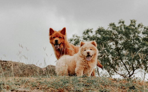 Brown Furry Dogs with Tongues Out  from Chrome web store to be run with OffiDocs Chromium online