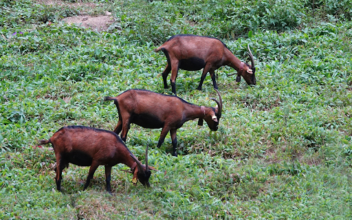 Brown goats with long horns  from Chrome web store to be run with OffiDocs Chromium online