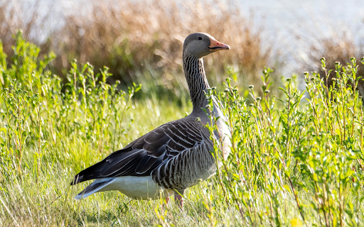Brown Goose on Grass  from Chrome web store to be run with OffiDocs Chromium online