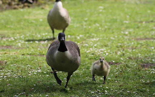 Brown goose on the meadow  from Chrome web store to be run with OffiDocs Chromium online