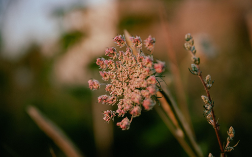 Brown grass flowers  from Chrome web store to be run with OffiDocs Chromium online
