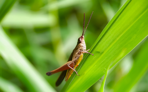 Brown Grasshopper from Chrome web store to be run with OffiDocs Chromium online Brown Grasshopper from Chrome web store to be run with OffiDocs Chromium online