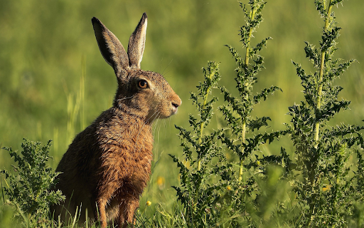 Brown Hare  from Chrome web store to be run with OffiDocs Chromium online