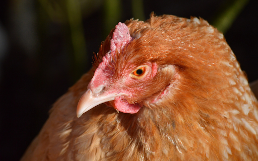 Brown Hen from Chrome web store to be run with OffiDocs Chromium online Brown Hen from Chrome web store to be run with OffiDocs Chromium online